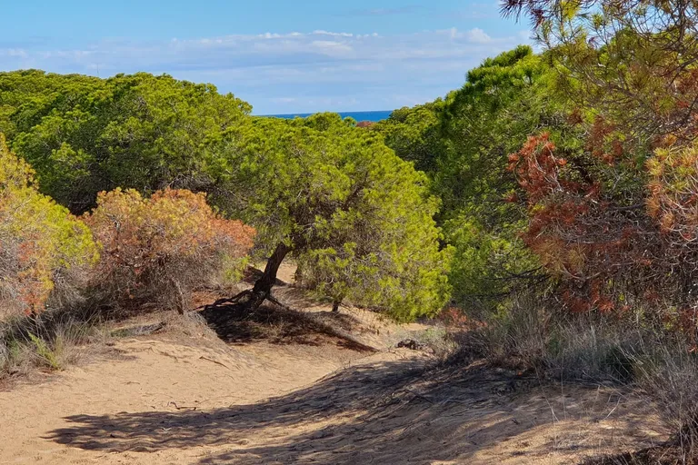 Pine forest and dunes in Guardamar del Segura