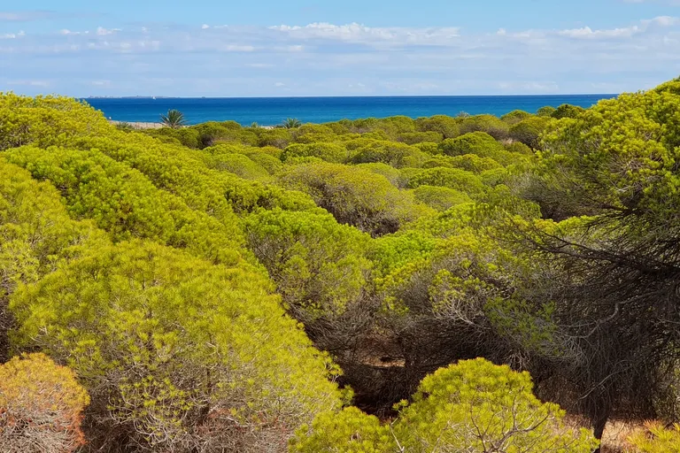 Coastal pine forest and dunes at Guardamar del Segura